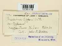 Puccinia cyperi image