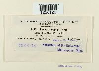 Puccinia cyperi image