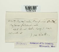 Puccinia cyperi image