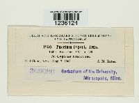 Puccinia cyperi image