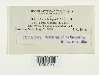 Puccinia cyperi image