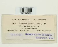 Puccinia cyperi image