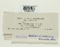 Puccinia cyperi image