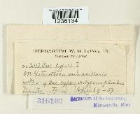 Puccinia cyperi image