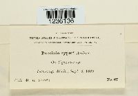 Puccinia cyperi image