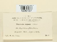 Puccinia cyperi image