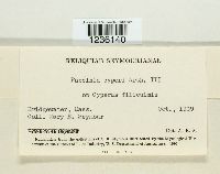 Puccinia cyperi image