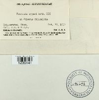 Puccinia cyperi image