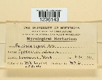 Puccinia cyperi image