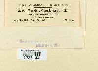 Puccinia cyperi image