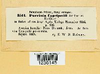 Puccinia cypripedii image