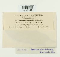 Puccinia cypripedii image