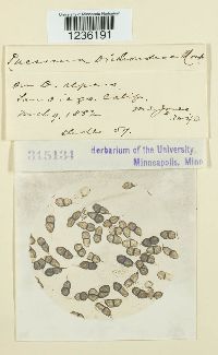 Puccinia dichondrae image