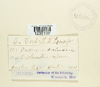 Puccinia dichondrae image