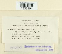 Puccinia dichondrae image