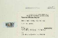 Puccinia dioicae image