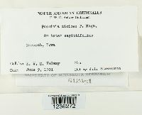 Puccinia dioicae image