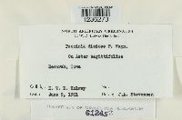 Puccinia dioicae image