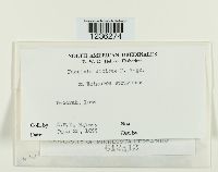 Puccinia dioicae image