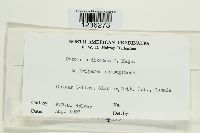 Puccinia dioicae image