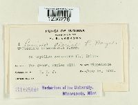 Puccinia dioicae image