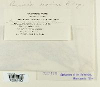 Puccinia dioicae image