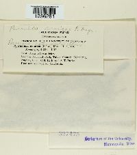 Puccinia dioicae image