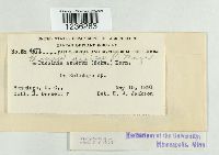 Puccinia dioicae image