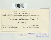 Puccinia dioicae image