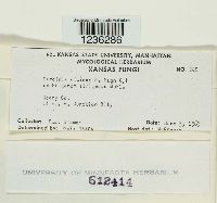 Puccinia dioicae image