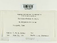 Puccinia dioicae image