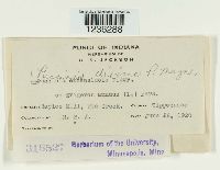 Puccinia dioicae image