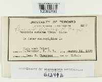 Puccinia dioicae image