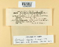 Puccinia dioicae image