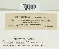 Puccinia dioicae image