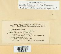 Puccinia dioicae image