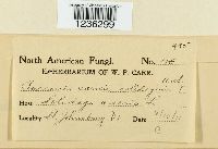 Puccinia dioicae image