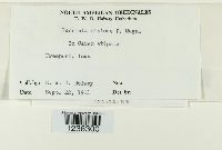 Puccinia dioicae image