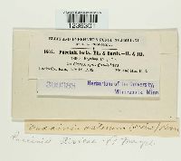 Puccinia dioicae image