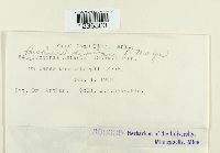 Puccinia dioicae image