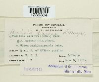 Puccinia dioicae image