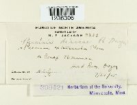 Puccinia dioicae image