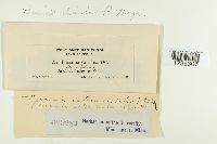 Puccinia dioicae image