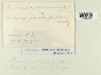 Puccinia dioicae image