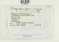 Puccinia dioicae image