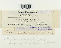 Puccinia dioicae image