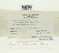 Puccinia dioicae image