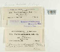 Puccinia dioicae image