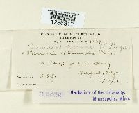 Puccinia dioicae image