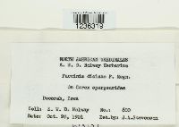 Puccinia dioicae image